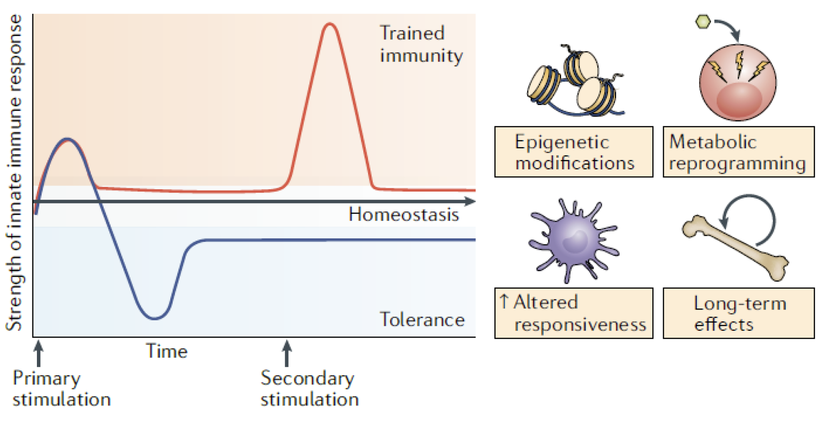 BCG ワクチンや自然免疫活性化物質の自然免疫トレーニング効果
